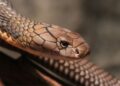 Cobra Snakes For Sale: What You Need To Know Before Buying One